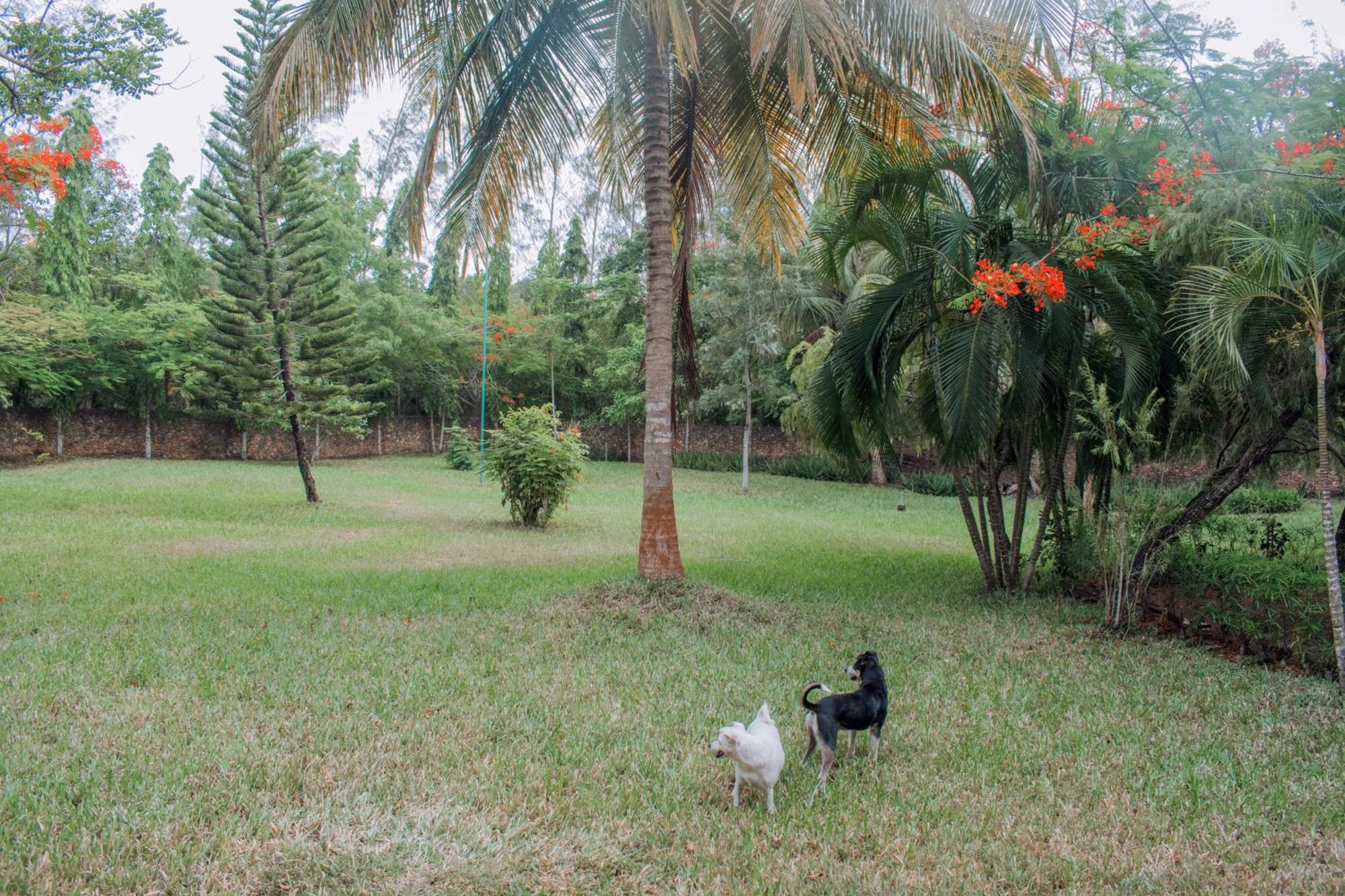 Kijani Cottages In Diani Playa de Diani Exterior foto